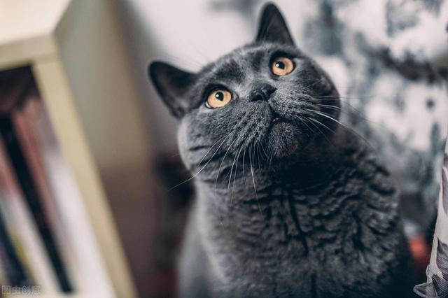 十大最漂亮的猫品种