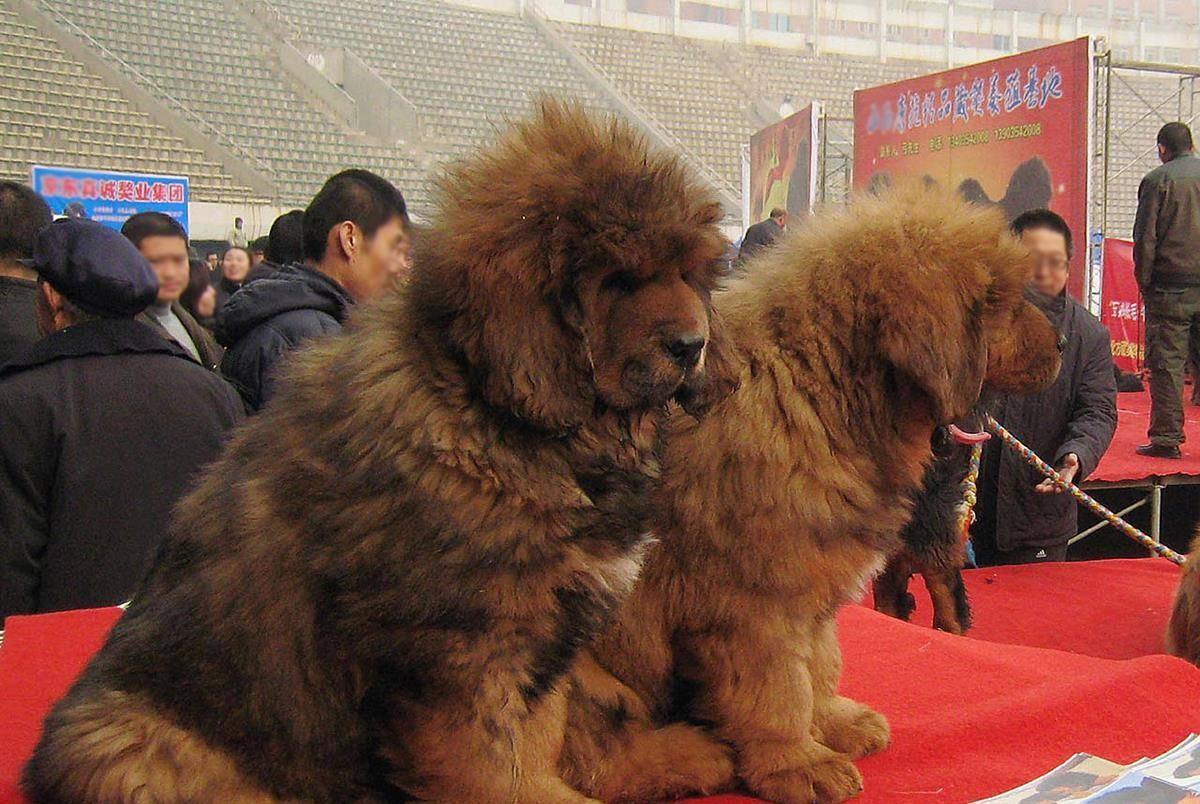 纯种藏獒幼犬现在多少钱一只