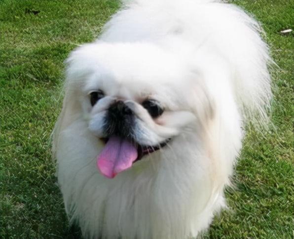 京巴犬属于什么犬类