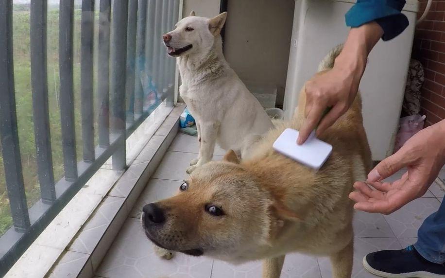 阿拉斯加会保护主人吗