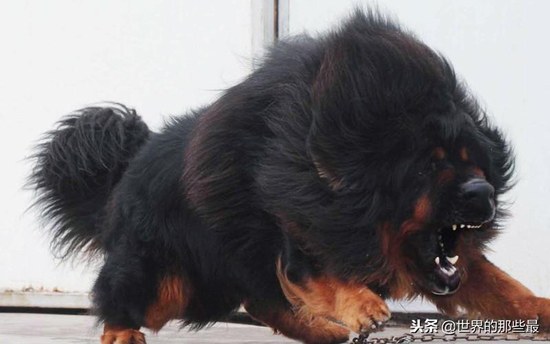 藏獒单挑能打过狼吗