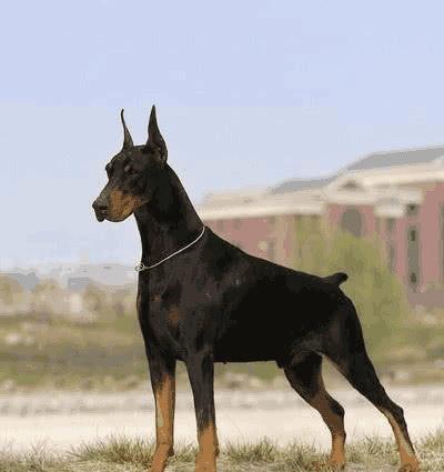 美系杜宾和德系杜宾的区别