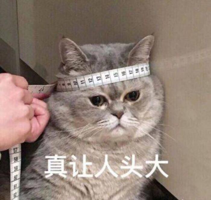 猫咪一辈子不绝育会怎么样