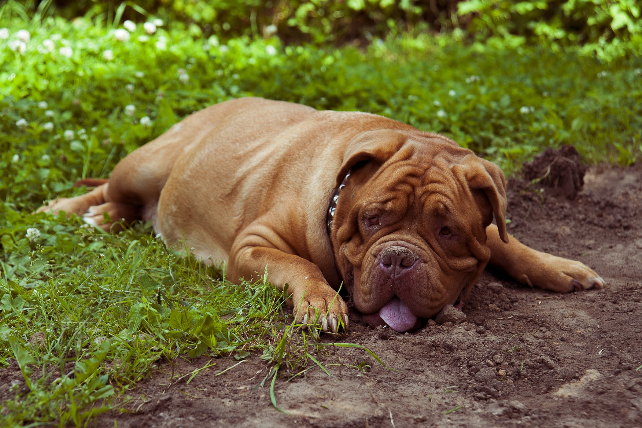 狗狗喘的厉害是什么原因