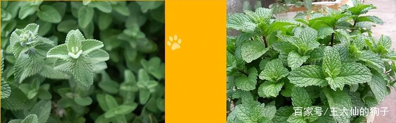 几个月的猫能用猫薄荷