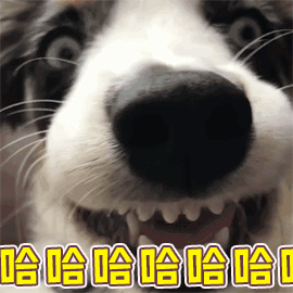 边牧几个月才会认主人