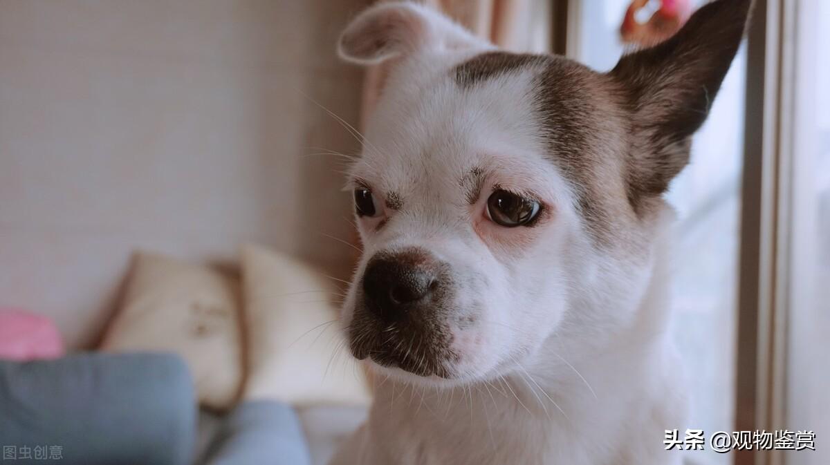 串串狗是什么样的狗