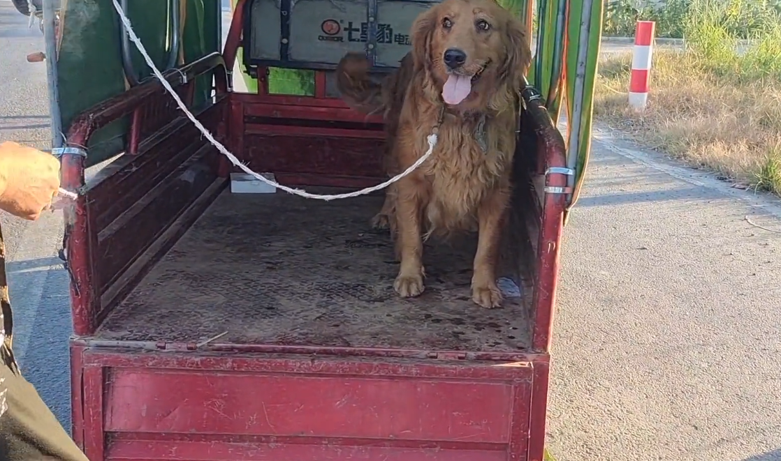 金毛狗的价格是多少