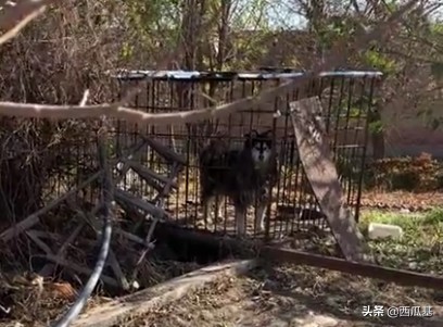 比格属于禁养犬吗