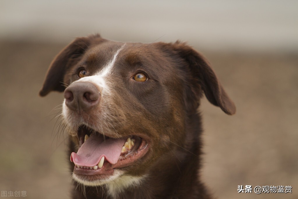 世界上寿命最长的狗