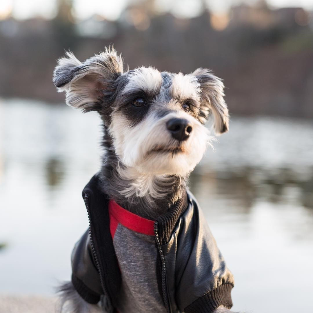 如何饲养雪纳瑞幼犬