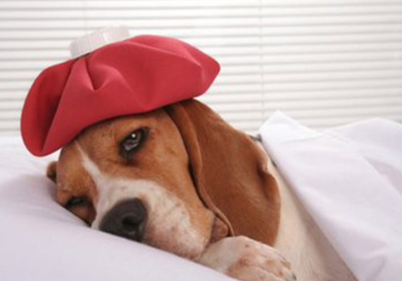 狗呕吐是怎么回事如何治疗