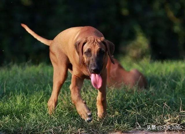 猎兔犬什么品种最好