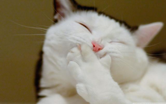 哪些猫的毛比较长