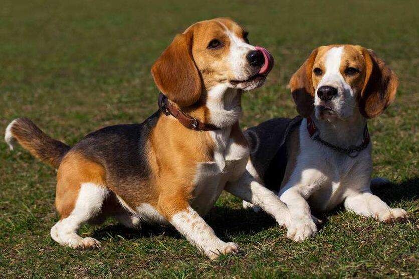 小猎兔犬多少钱一只