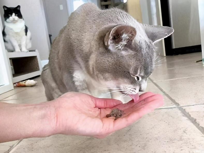 猫咪缺钙的症状有哪些