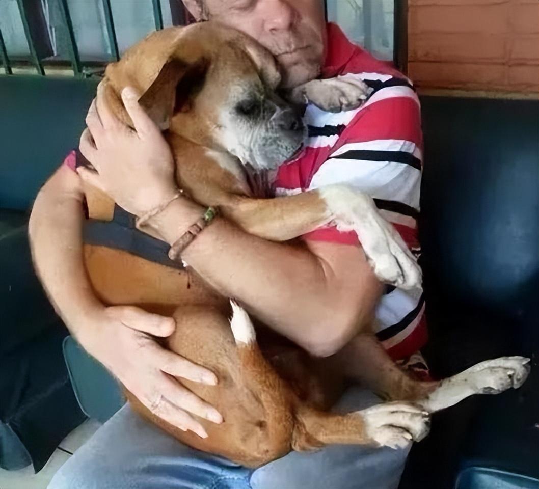 宠物离世怎么处理