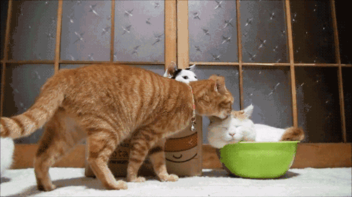 刺挠猫是什么意思