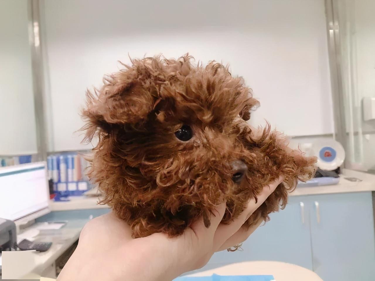 泰迪犬吐黄水有沫怎么回事