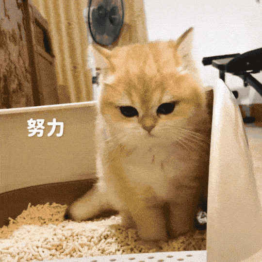 猫屎臭是猫粮不好吗