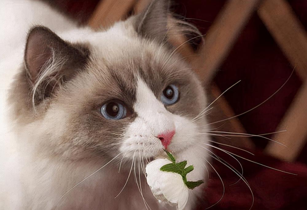 猫吐白色泡沫拉稀是什么情况