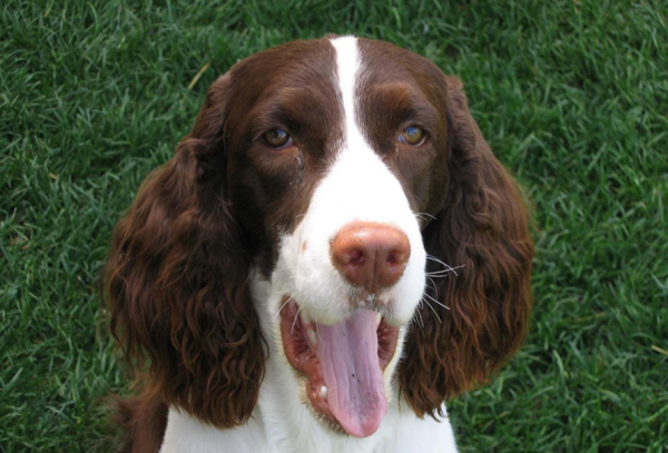 为什么养史宾格的很少