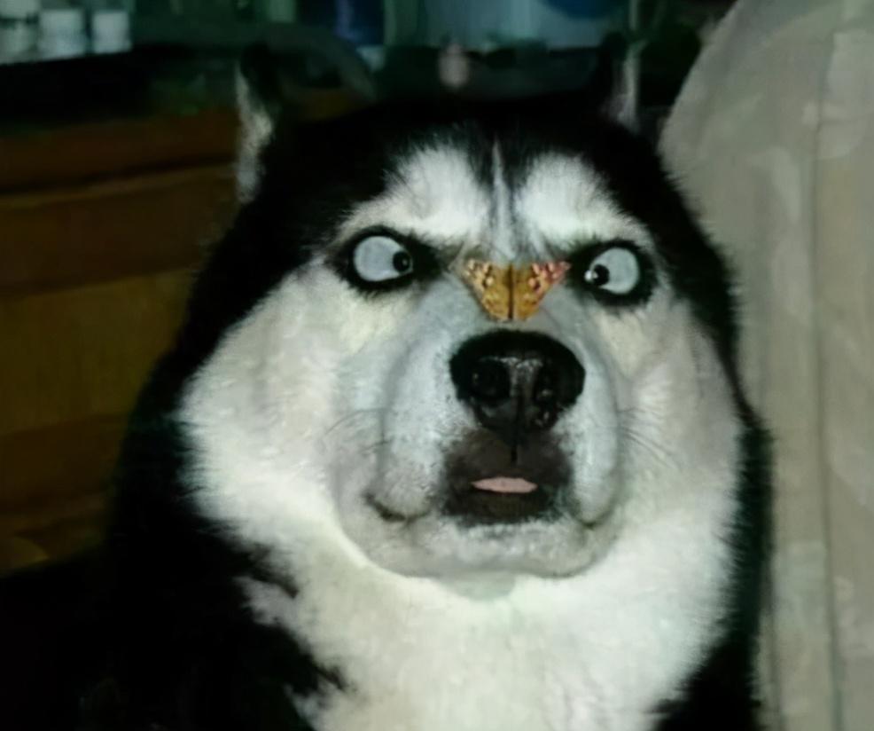 藏獒一生只认一个主人是真的吗