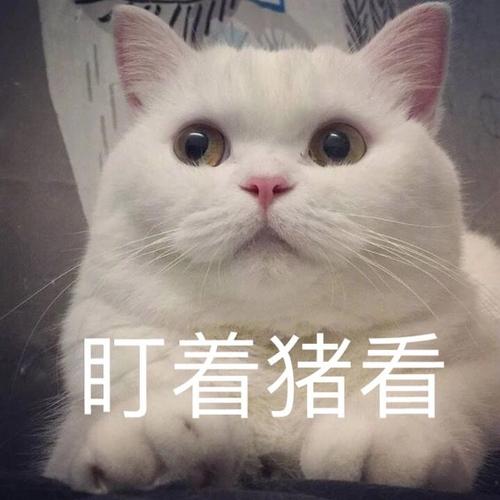 哪些动物与猫咪叫声