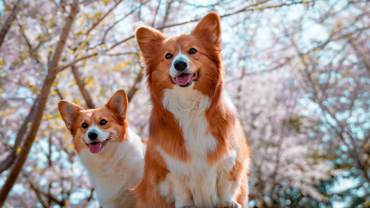 狗狗能吃石榴吗小狗能吃番石榴吗