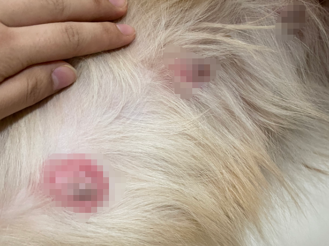 狗狗发烧摸哪里最准确