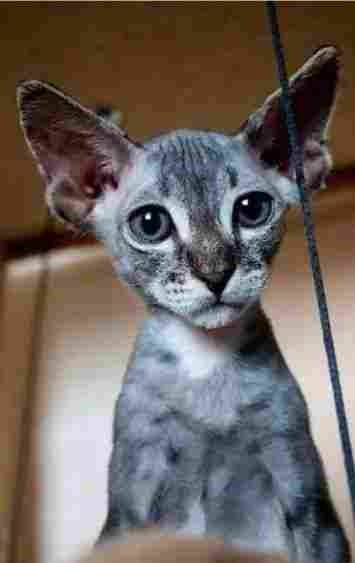 加拿大无猫猫多少钱