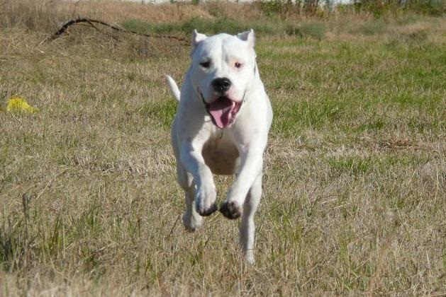 杜高犬脾气性格怎么样