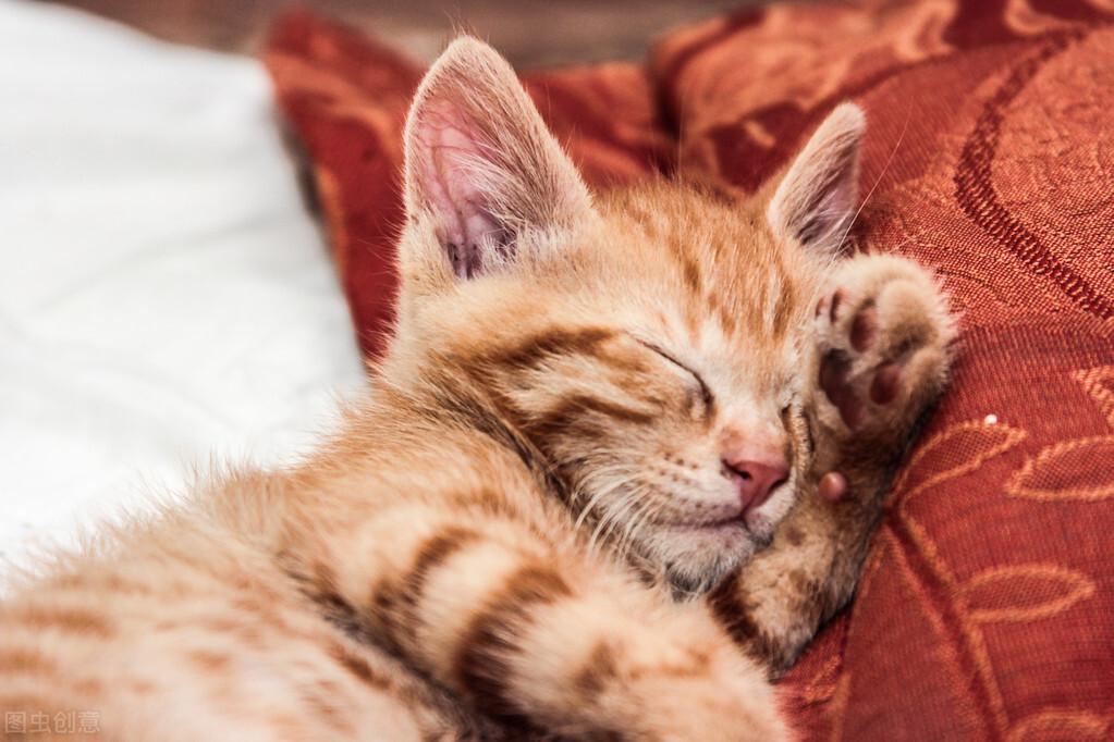 养一只猫咪需要多少钱