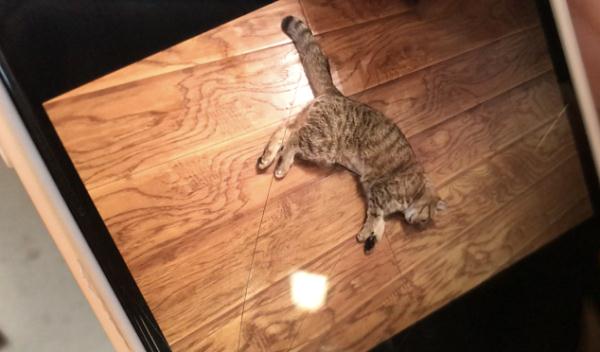 做绝育宠物猫死亡