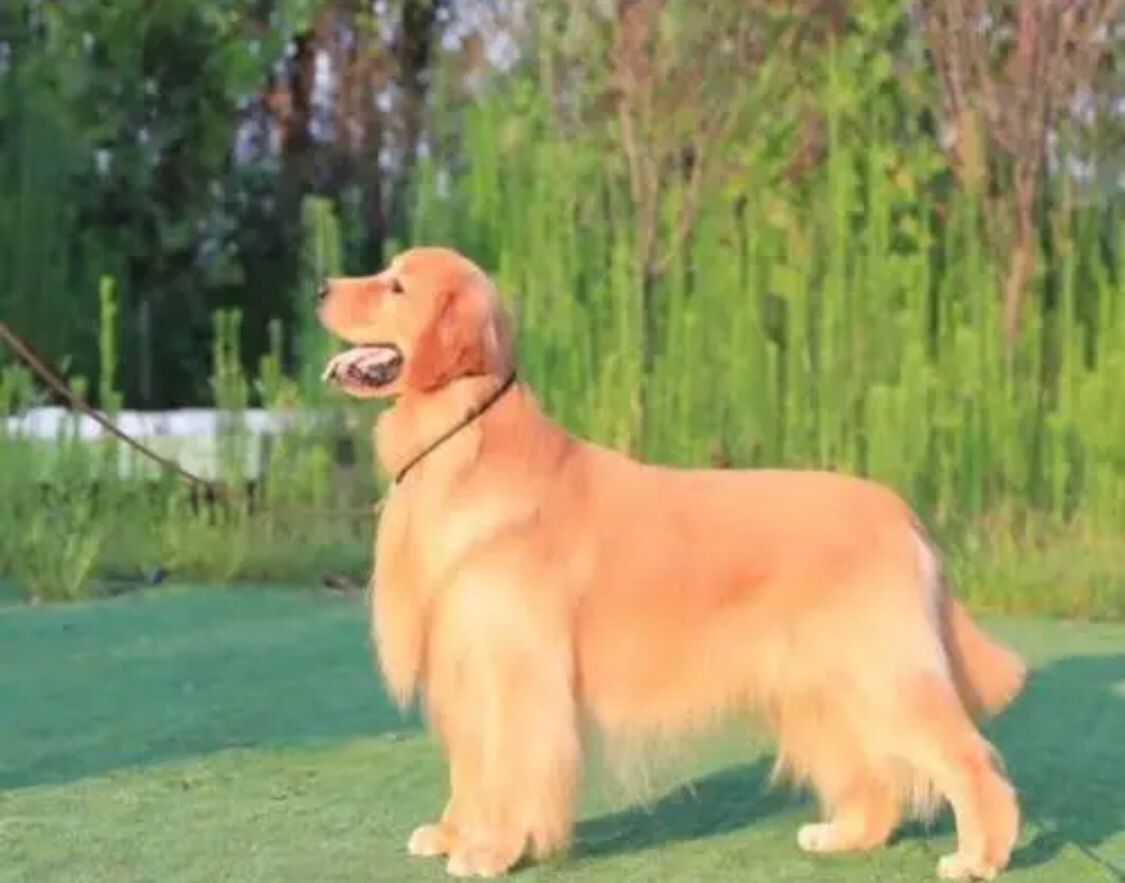 什么是赛级金毛犬
