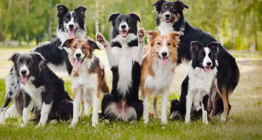 边牧吃什么肉比较好