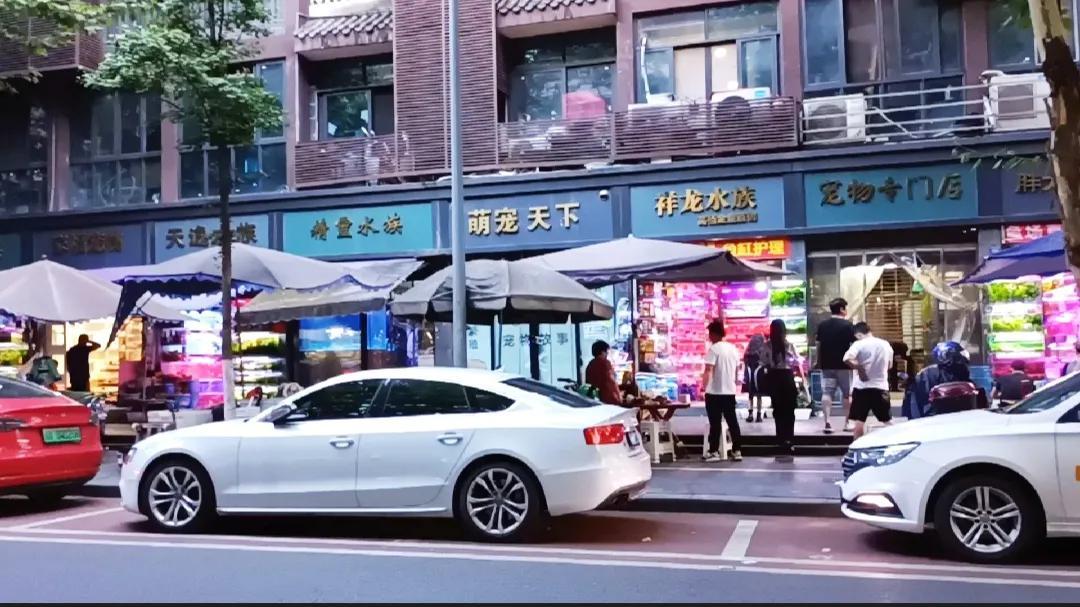 成都哪里买猫比较靠谱