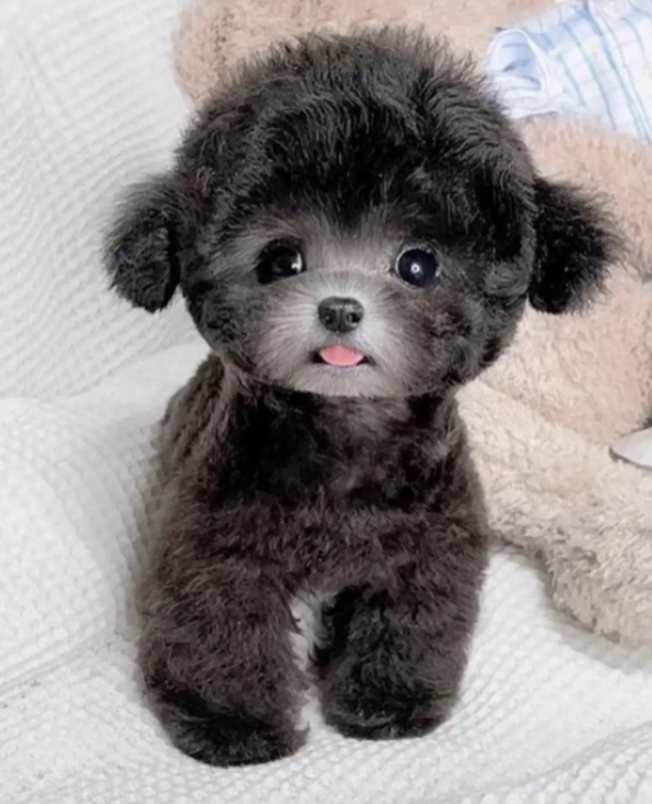 宠物店狗狗驱虫多少钱