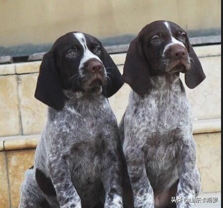 德国波音达猎犬怎么样