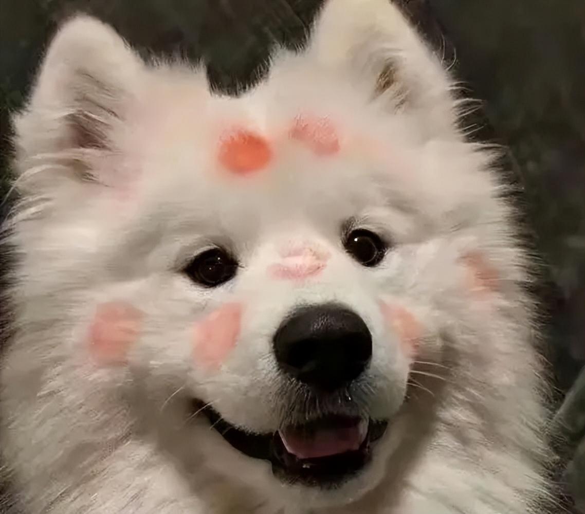 狗颜值排行榜前十名