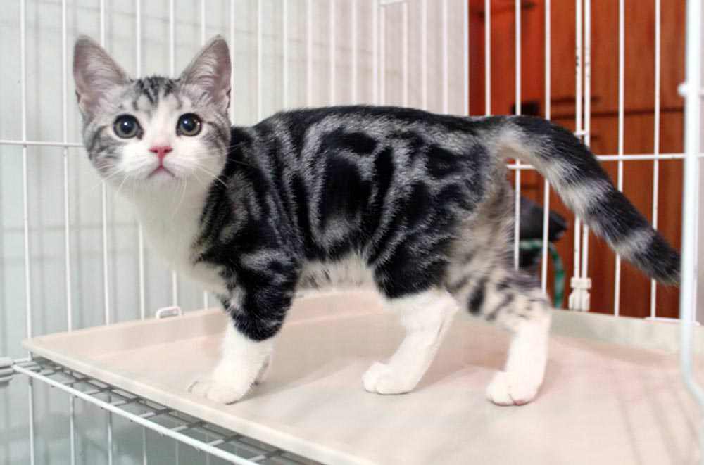 美短和英短哪个好养有啥区别