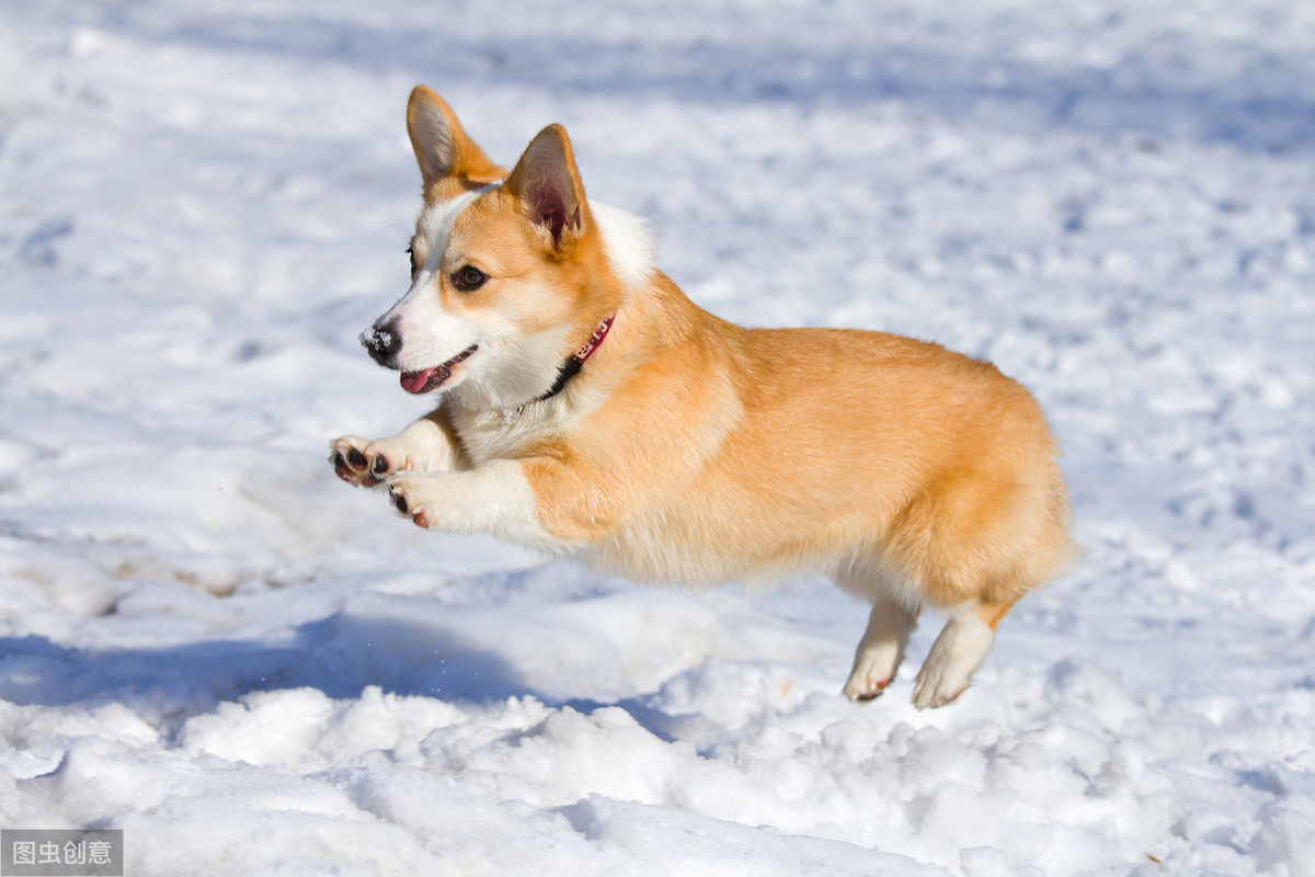 高铁宠物狗怎么托运