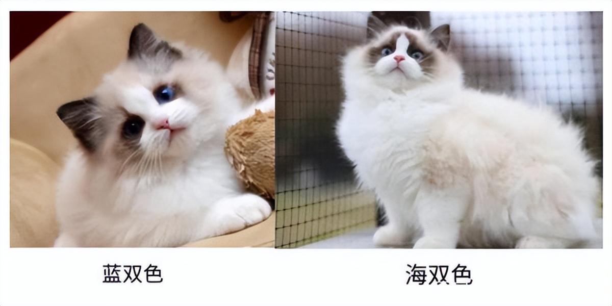 布偶猫2022价格表