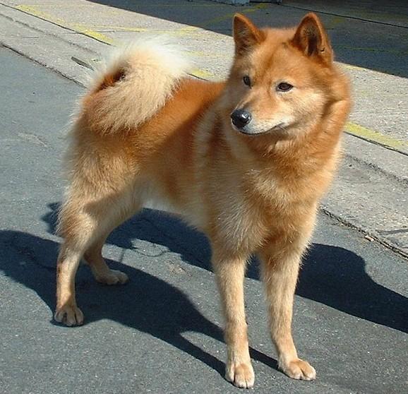 芬兰狐狸犬在中国可以养吗