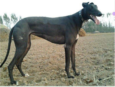 南宫格力犬养殖基地