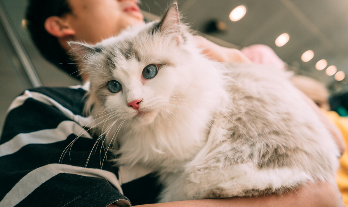 布偶猫养起来麻烦吗