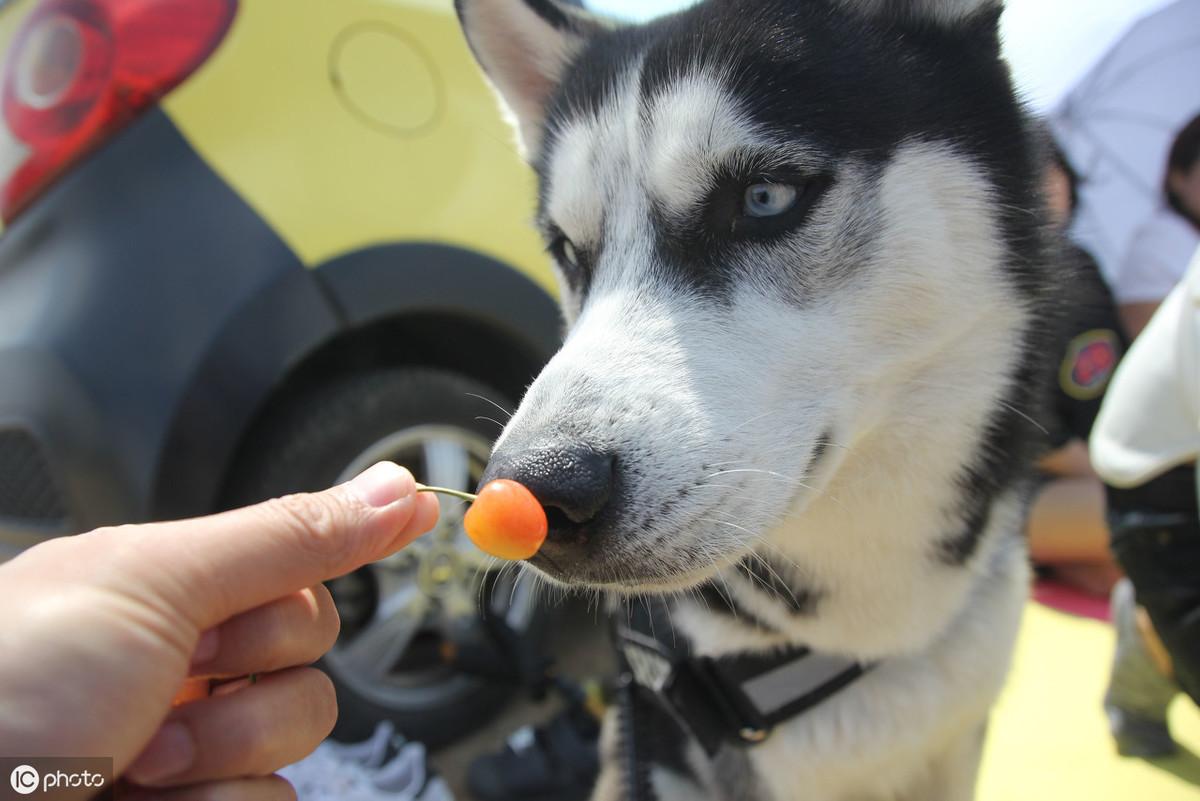 什么气味驱赶狗最好