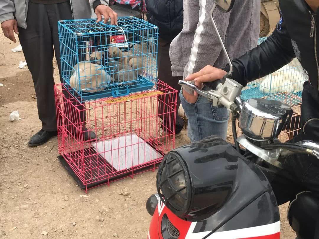 哈巴狗价格多少钱一只