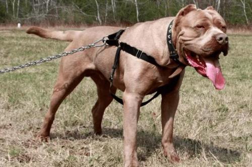 杜高和比特犬哪种厉害