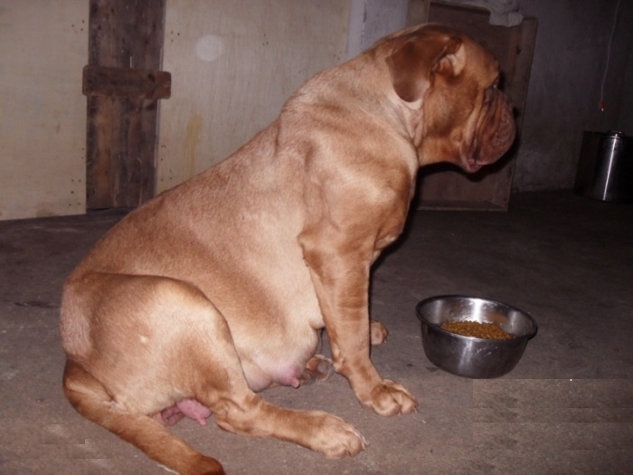 法国波尔多犬是杜宾吗